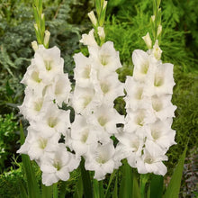 Gladiolus Perennial Flower for Planting White Garden Seeds for seasonal color across the White Garden