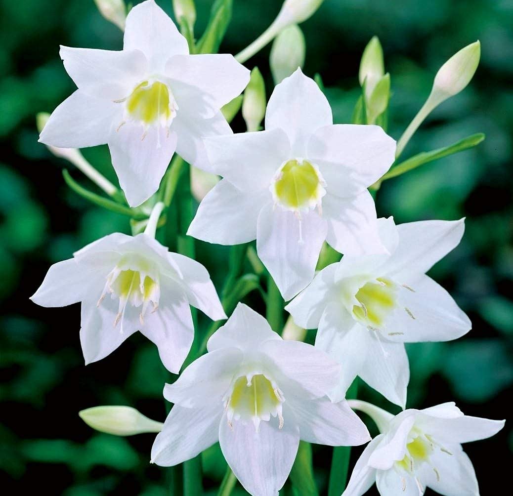 Lily Lilium spp. flower bulbs for home garden and ornamental planting - for planting in home garden