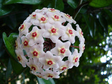 Hoya Flower Seeds