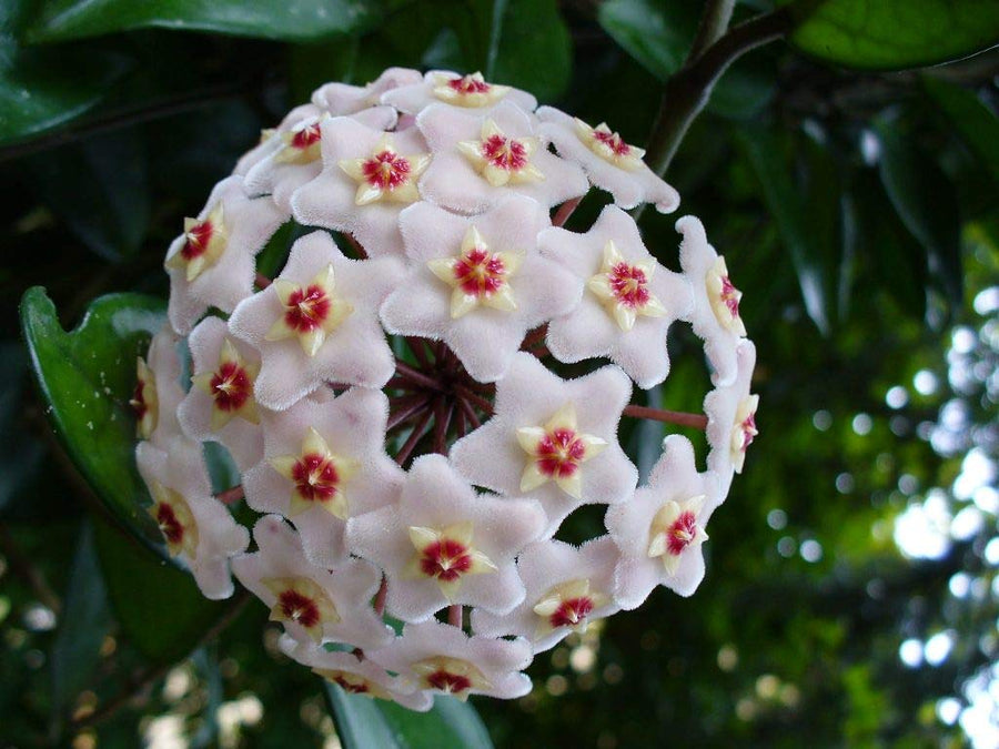 Hoya Flower Seeds