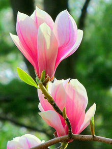 Dark Red Yulan Magnolia Seeds for growers seeking a long-blooming display