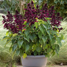 Lavender Salvia Vista Seeds for cooks growing the Balcony Garden Flower Beds