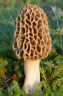 Morel Spore Seed Growing Kit to Germinate and Grow Grams of Gourmet Mushrooms  Ornamental Garden Plant Garden Plant Seeds