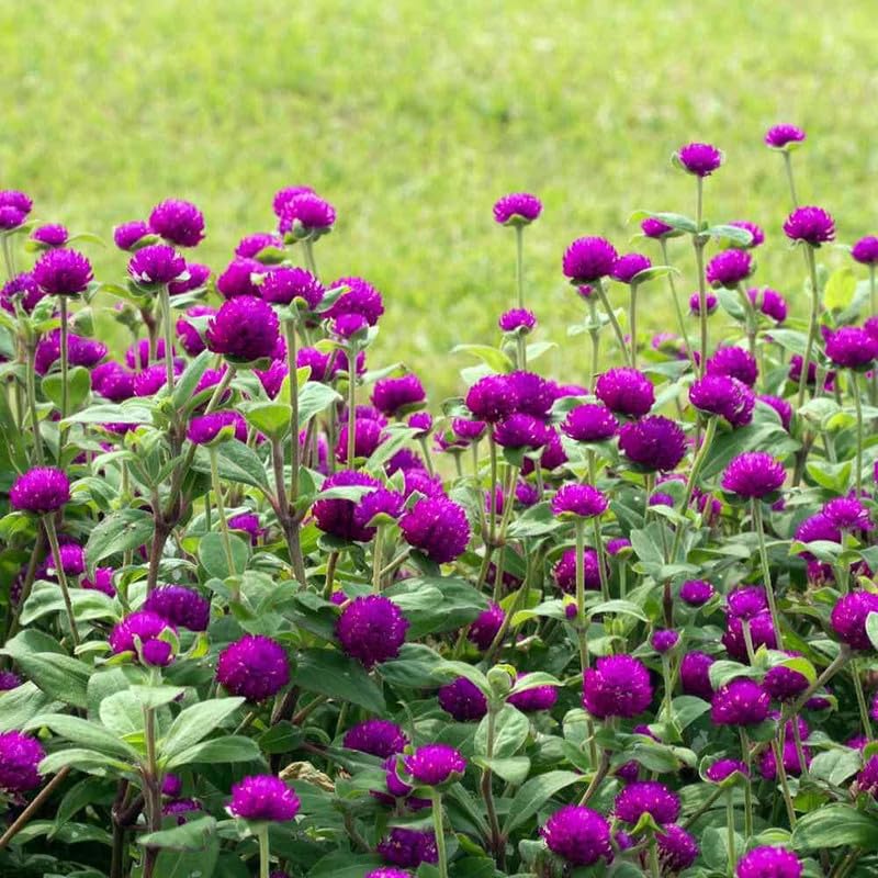 Globe Amaranth Flower Seeds