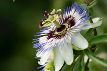 Passionflower Seeds (Passiflora spp.) for colorful blooms in the Garden & Flower Bed