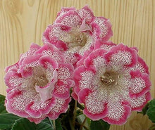 Pink Asarina Creeping Gloxinia Seeds grown for hanging Baskets