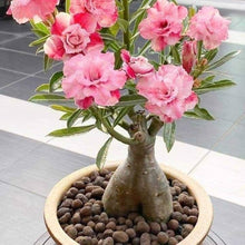 Rose Rosa Hybrida Miniature Bonsai Seeds valued for indoor Decorative Gardening