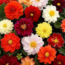 Unwins Dahlia Seeds (Dahlia variabilis) for seasonal color across the home garden borders