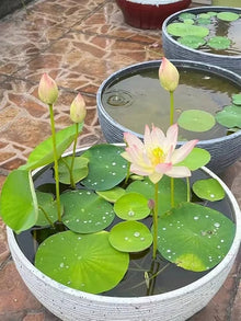 Water Lily Seeds (Nymphaea odorata) for seasonal color across the pond garden and water feature planting