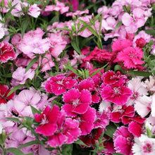 Chinese Pinks Seeds (Dianthus chinensis) for a bright addition to the Flower Border or Urban Garden