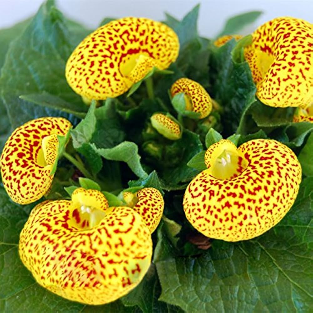 Ballerina Orchid Calceolaria Flower Seeds