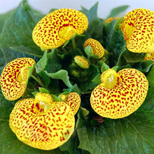 Ballerina Orchid Calceolaria Flower Seeds