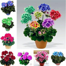 Light Green Mixed Color Geranium Seeds for growers establishing the Bonsai, Home Garden