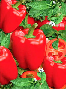 California Wonder Bell Pepper Seeds (Capsicum annuum) for productive rows in the backyard gardening beds