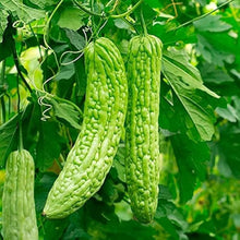 Bitter Melon Seeds (Momordica charantia) for growers stocking the Home Garden & Vegetable Patch