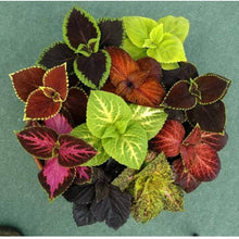 Coleus Plectranthus Scutellarioides Rainbow Herb Seeds for growers filling out the Indoor Colorful Garden Edges