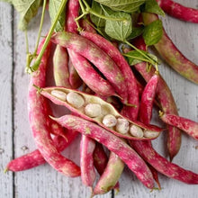 Green Bean (Phaseolus vulgaris) for planting in home vegetable garden