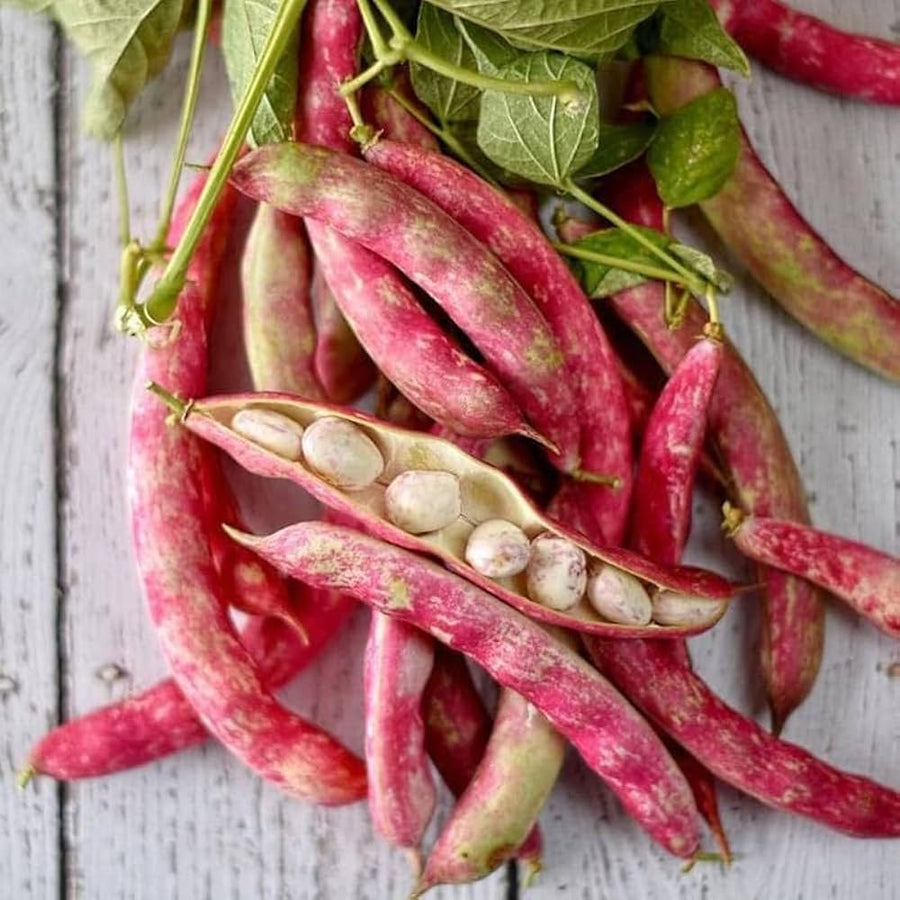 Green Bean (Phaseolus vulgaris) for planting in home vegetable garden