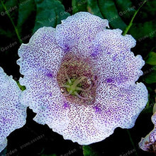 Gloxinia Giant Hybrid (Sinningia) flower Seeds for gardeners building out beds and borders
