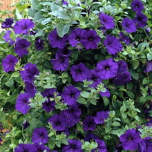 Petunia Seeds known for dark Purple Gardening
