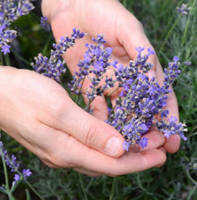 Light Yellow Lavender Seeds known for pieces, Beautiful Flower & Bonsai DIY