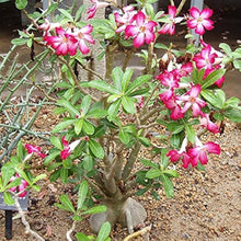 Adenium Obsum Desert Rose Nang_ngam Seeds for gardeners building out beds and borders