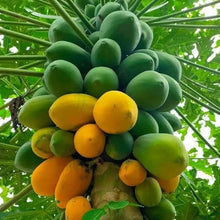Papaya Seeds (Carica papaya) for growers planting the tropical gardens and edible landscapes