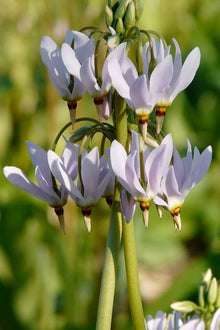 Dodecatheon Meadia White Shooting Star Seeds for gardeners building out beds and borders