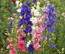 Rocket Delphinium Seeds (Delphinium elatum) for a bright addition to the backyard gardens