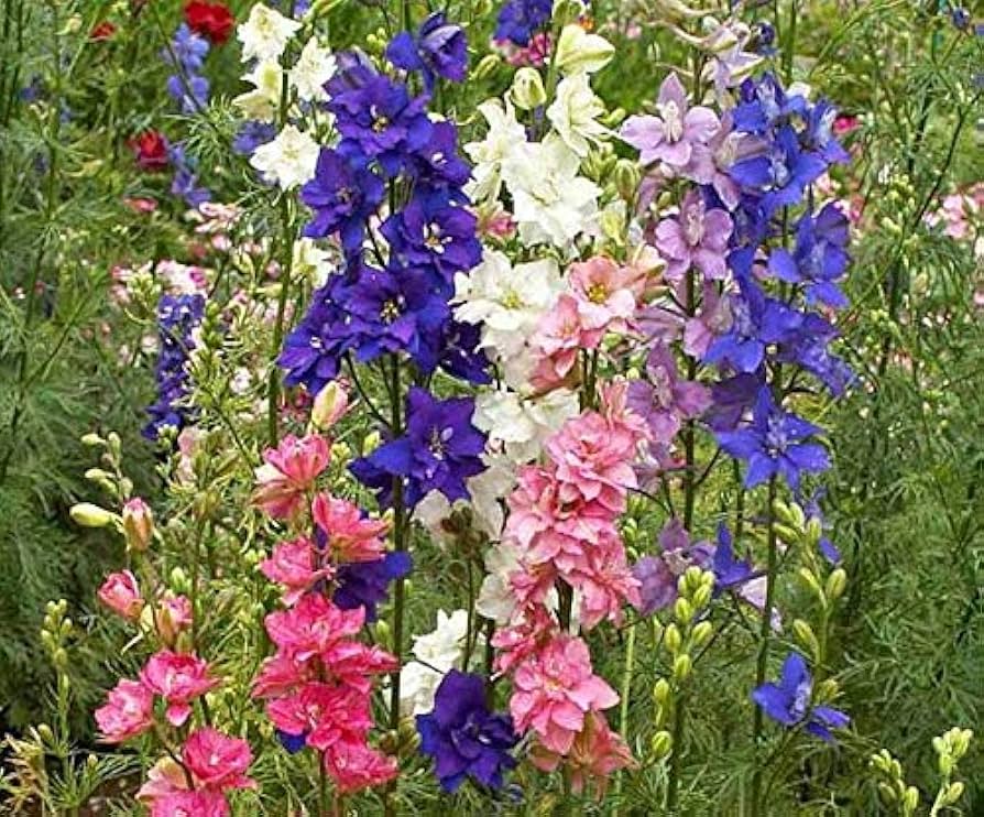 Rocket Delphinium Delphinium elatum flowering plant seeds for home garden borders - for planting in home garden