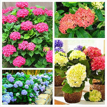 Light Green Hydrangea Seeds for long-term planting in the Bonsai, Flower Garden