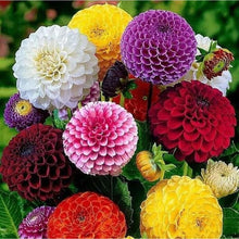 Herbeohybrida Fashion Mix Flower - for planting in home garden