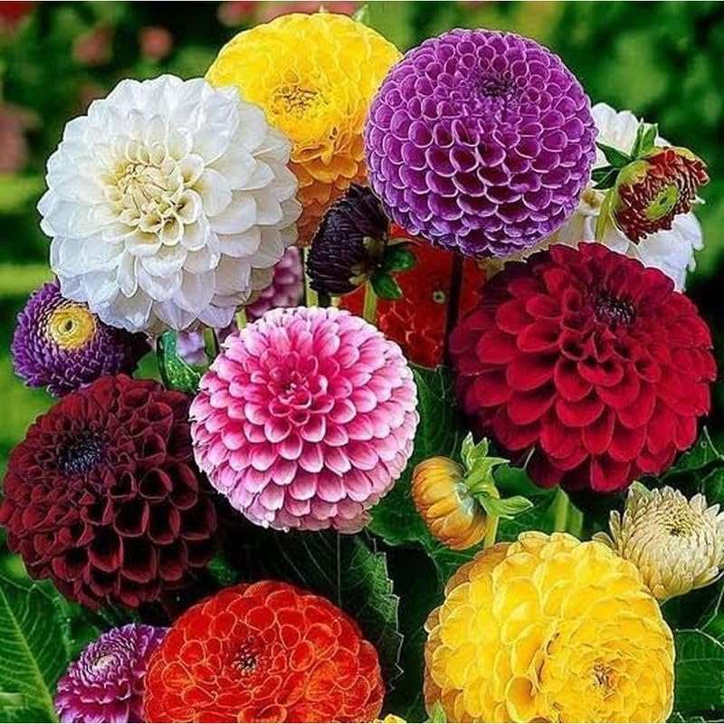 Herbeohybrida Fashion Mix Flower - for planting in home garden