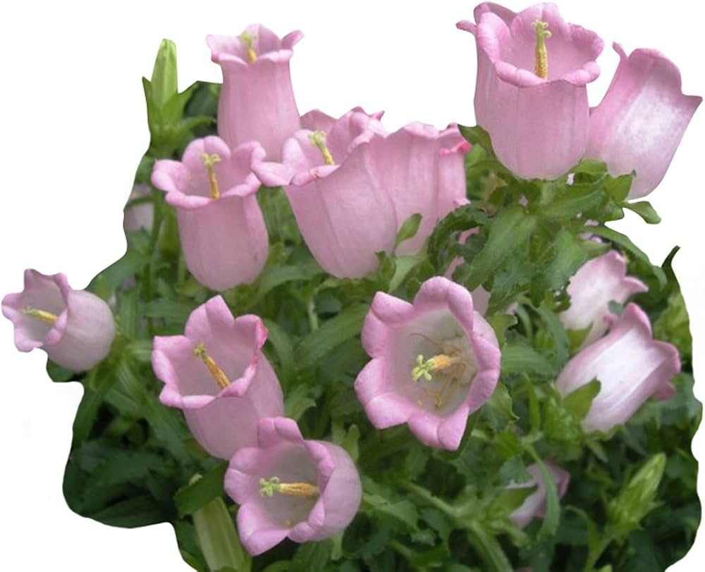 Campanula flower Campanula spp. seeds for planting in home garden or ornamental balcony containers