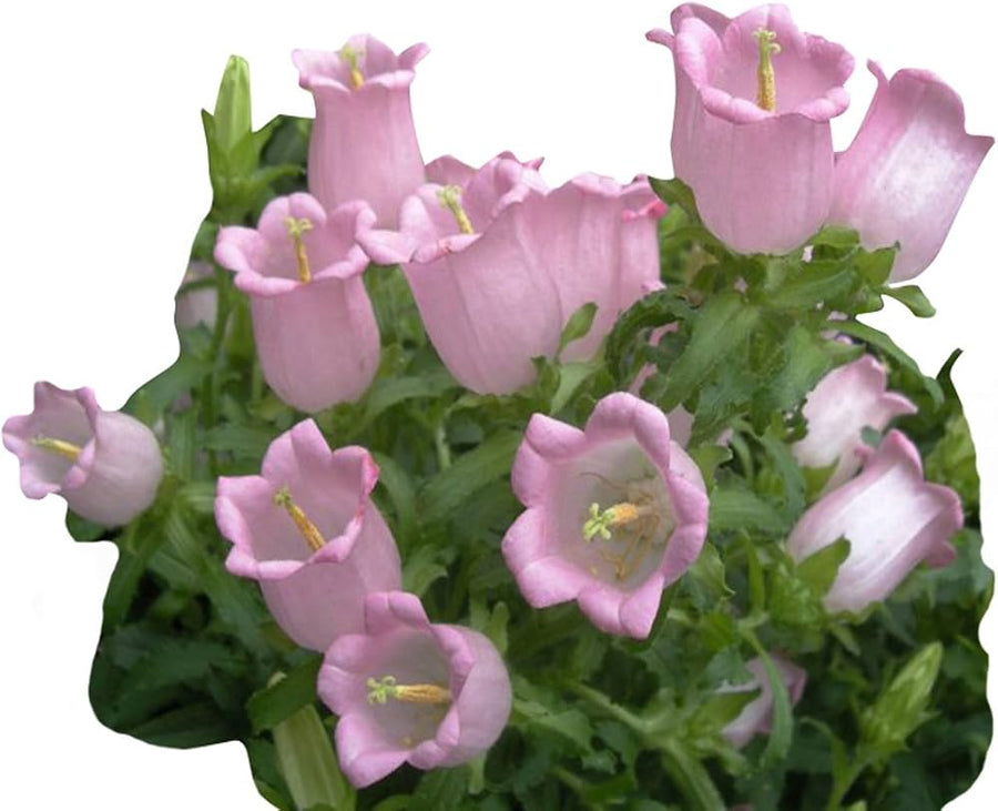 Campanula flower Campanula spp. seeds for planting in home garden or ornamental balcony containers