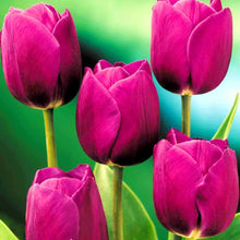 Rare Purple & White Tulip Bulbs – Striking Spring Blooms for Elegant Displays Seeds grown for elegant Displays