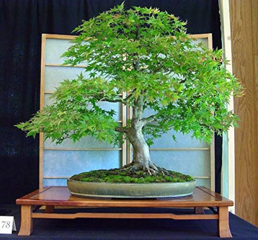 Seifu bonsai tree seeds (Metasequoia glyptostroboides) for planting in home garden