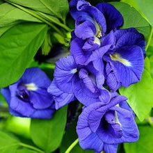 Double Flower Blue Butterfly Pea Seeds et  Ornamental Garden Plant for Home Gardening