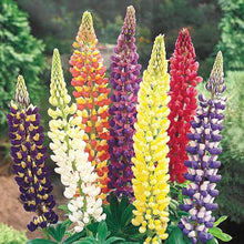 Mixed Lupine Seeds (Lupinus spp.) for gardeners building out beds and borders