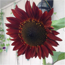 Heirloom Seeds for growers filling out the Garden Projects