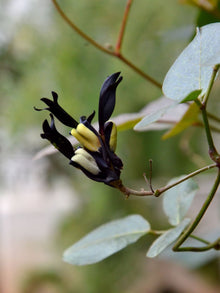 Plant Seeds (Kennedia nigricans) for growers stocking the Flower Bed