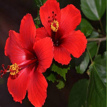 Hibiscus Rosa-Sinensis Seeds for planting in flower bed