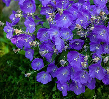 Campanula Bellflower Seeds (Campanula spp.) for growers filling out the Flower Bed & Garden
