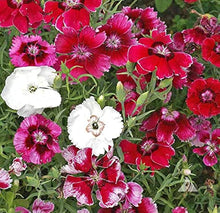 Dianthus Velvet N Lace Seeds for growers filling out the Dianthus bed cottage garden