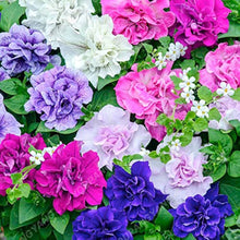 Bonsai Petunia Seeds for long-term planting in the Home Garden Decoration