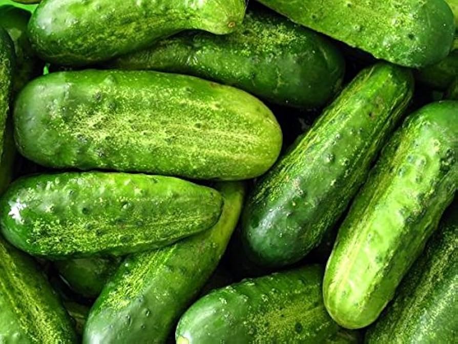 Wisconsin Pickling cucumbers for garden pickling