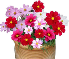 Galsang Indoor Flowering - for planting in home garden
