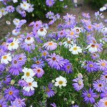 Daisy Brachyscome Iberidifolia Swan River Seeds for growers filling out the Border Edges