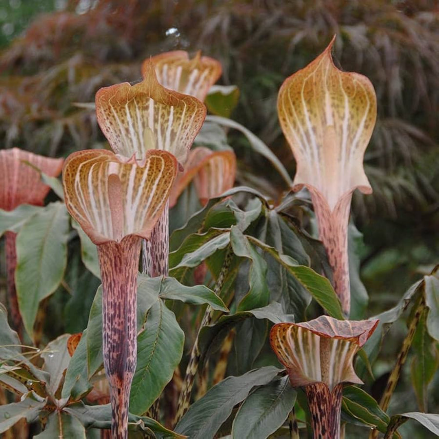 Rare Voodoo Lily (Snake Lily) flower grown from seeds with exotic, dark maroon spathe and spotted stalk