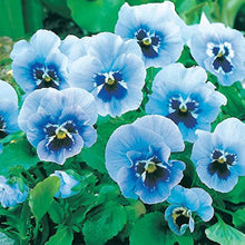 Joker Light Blue Pansy Seeds prized for elegant Blue Flowers